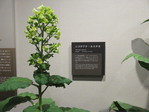 たばこの歴史と文化