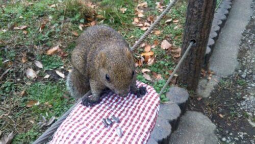 町田リス園