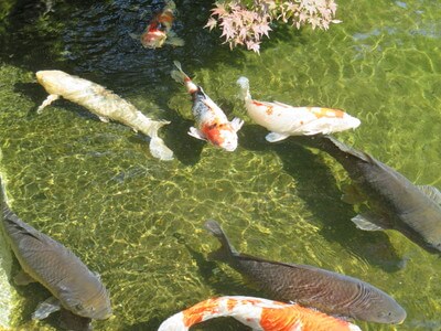 平成庭園・源心庵(自然動物公園)