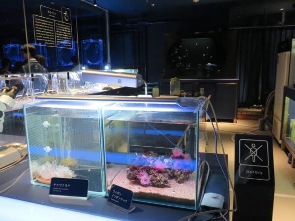 すみだ水族館