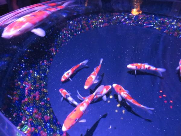 日本橋アートアクアリウム2018