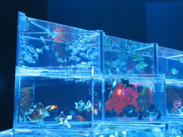 日本橋アートアクアリウム2018