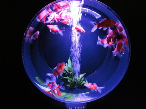 日本橋アートアクアリウム2018