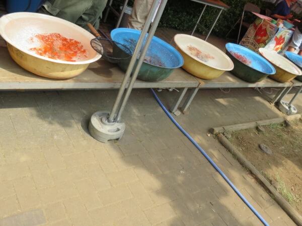 金魚まつり(行船公園)