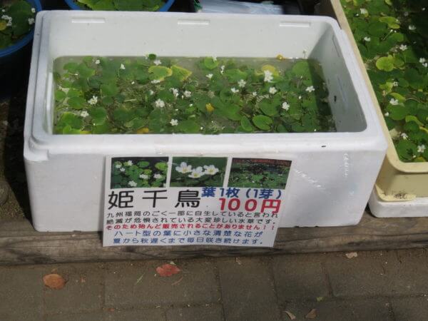 金魚まつり(行船公園)