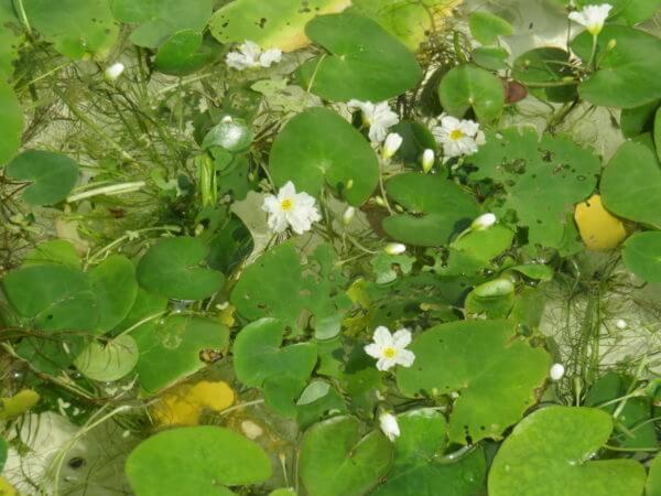 金魚まつり(行船公園)