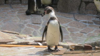自然動物公園(行船公園)