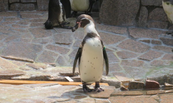 自然動物公園(行船公園)
