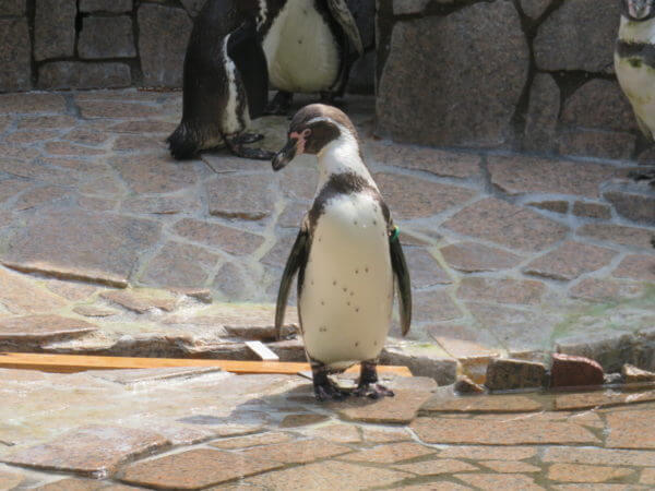 自然動物公園(行船公園)
