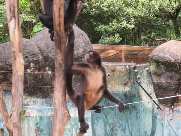 自然動物公園(行船公園)