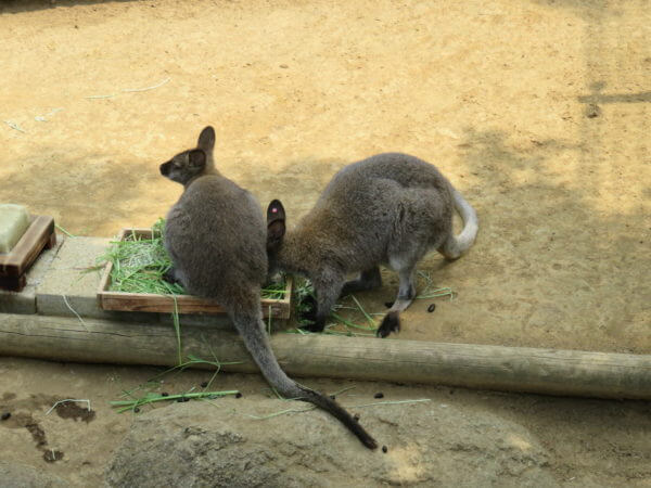 自然動物公園(行船公園)