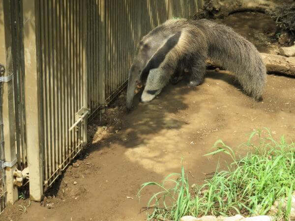 自然動物公園(行船公園)