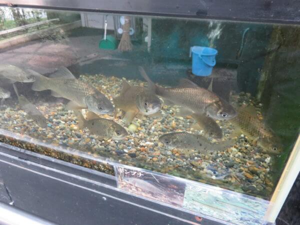 自然動物公園(行船公園)