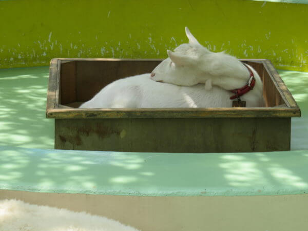 自然動物公園(行船公園)