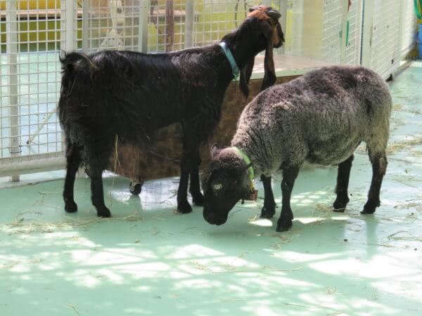 自然動物公園(行船公園)