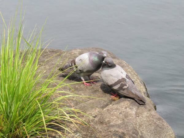 平成庭園・源心庵(行船公園)