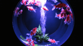 日本橋アートアクアリウム2018