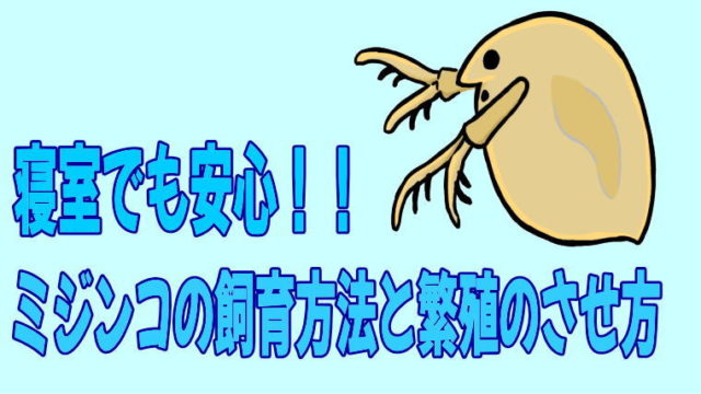 寝室でも安心!!ミジンコの飼育方法と繁殖のさせ方