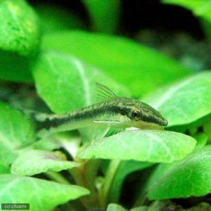 charm-オトシンクルス