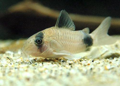 charm-コリドラスパンダ