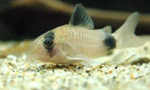 charm-コリドラスパンダ