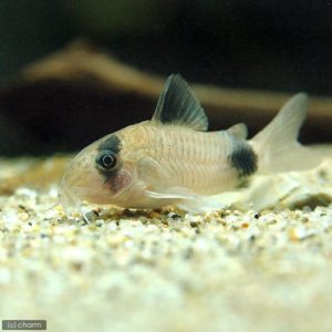 charm-コリドラスパンダ