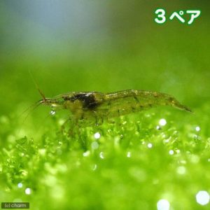 charm-ミナミヌマエビ