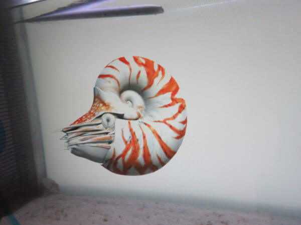 マクセル アクアパーク品川