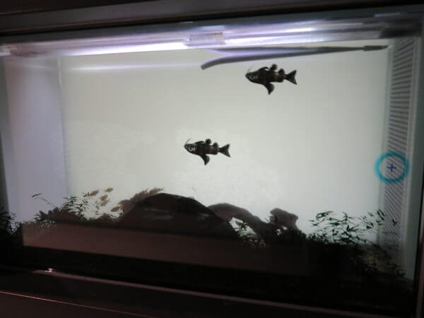 マクセル アクアパーク品川