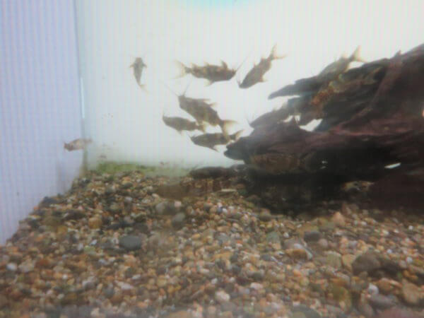 マクセル アクアパーク品川