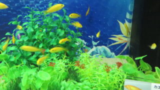 マクセル アクアパーク品川