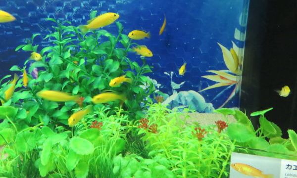 マクセル アクアパーク品川