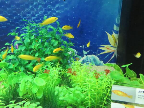 マクセル アクアパーク品川