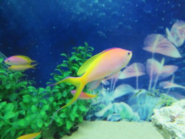 マクセル アクアパーク品川