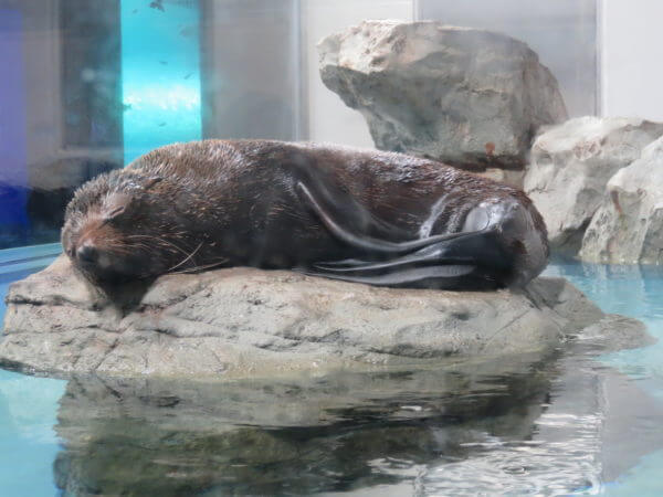 マクセル アクアパーク品川