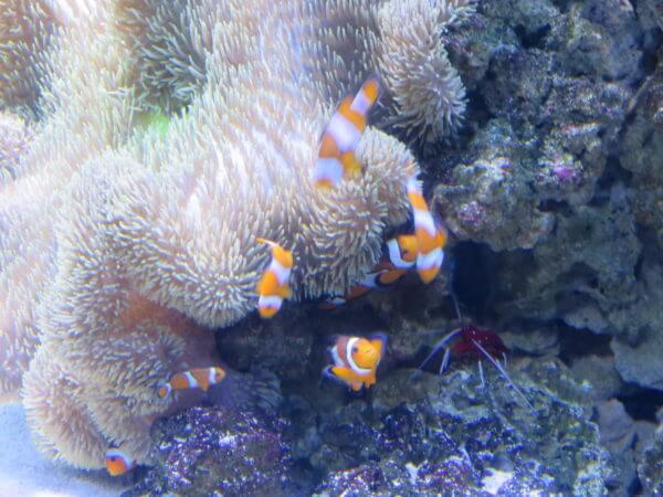 マクセル アクアパーク品川