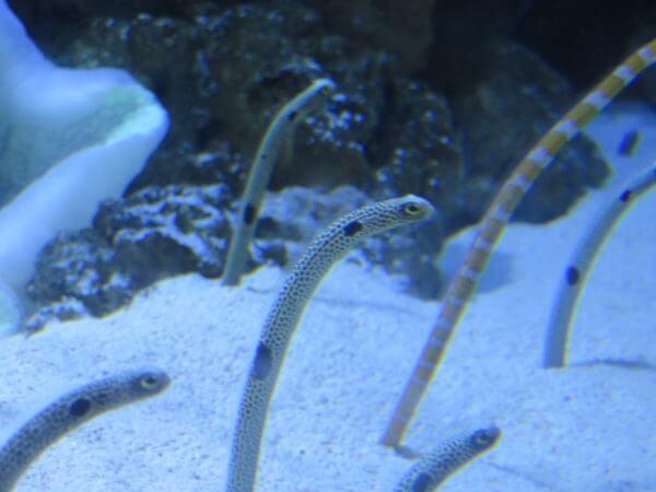 マクセル アクアパーク品川