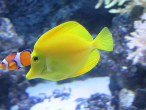 マクセル アクアパーク品川