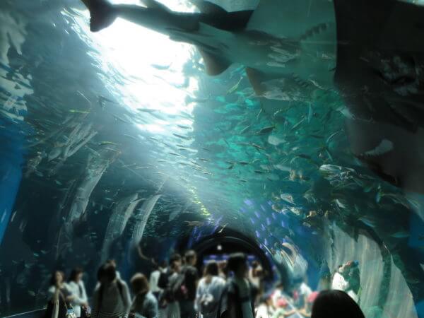 マクセル アクアパーク品川