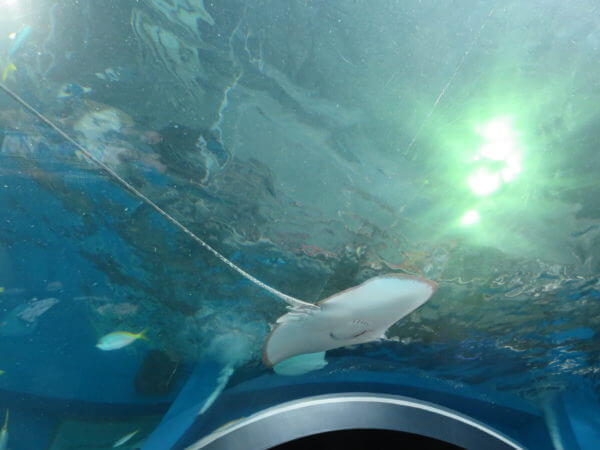 マクセル アクアパーク品川