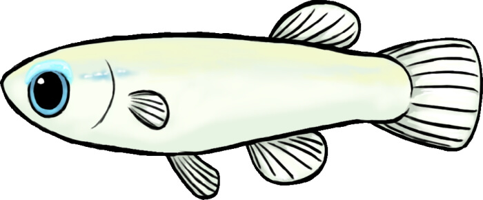 アフリカンランプアイ メス