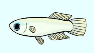 アフリカンランプアイ雄