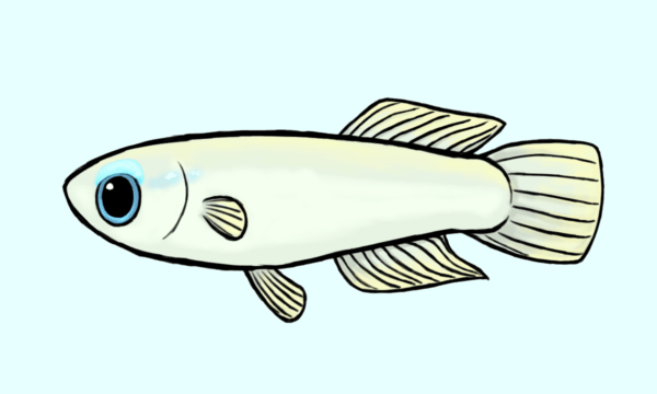 アフリカンランプアイ雄