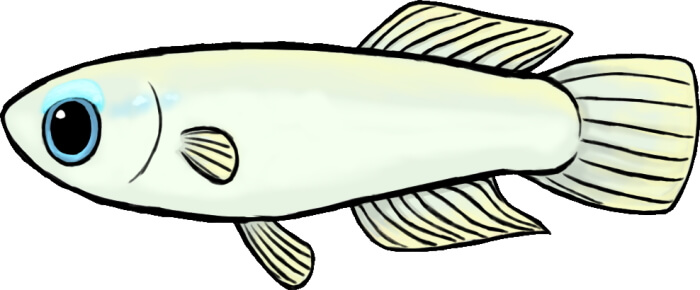 アフリカンランプアイ オス