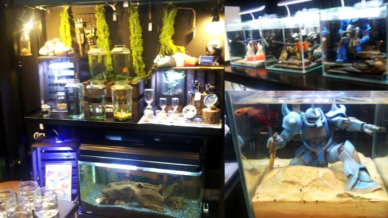 闘魚専門店AQUDIO(アクディオ)