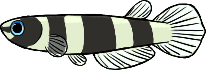 クラウンキリー メス