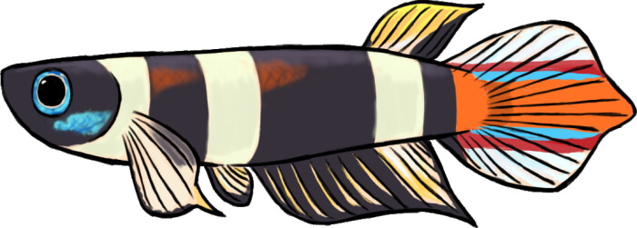 クラウンキリー オス