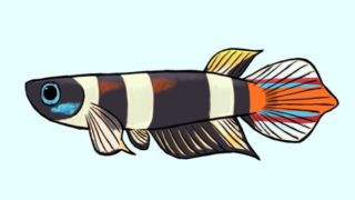 クラウンキリー雄