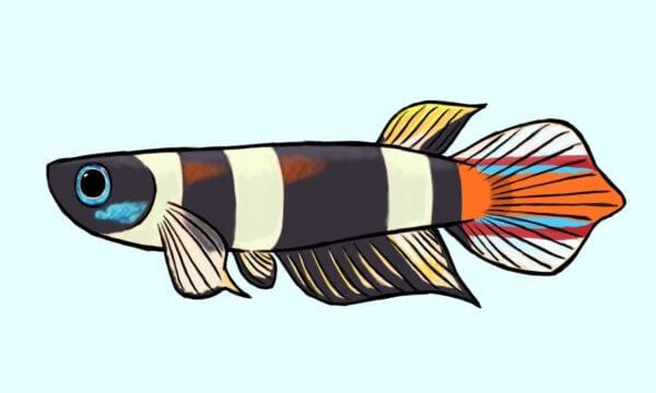 クラウンキリー雄