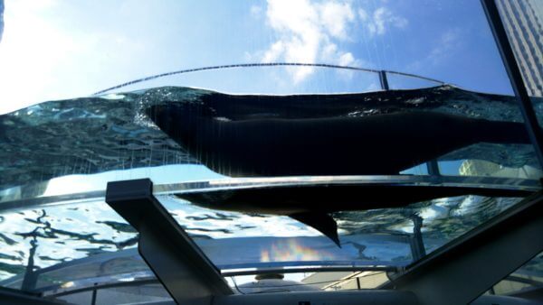 サンシャイン水族館